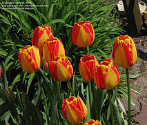 Тюльпан гібрид Дарвіна Banja Luka (Банья Лука) 3 цибулинки, фото 4