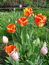 Тюльпан гібрид Дарвіна Banja Luka (Банья Лука) 3 цибулинки, фото 5