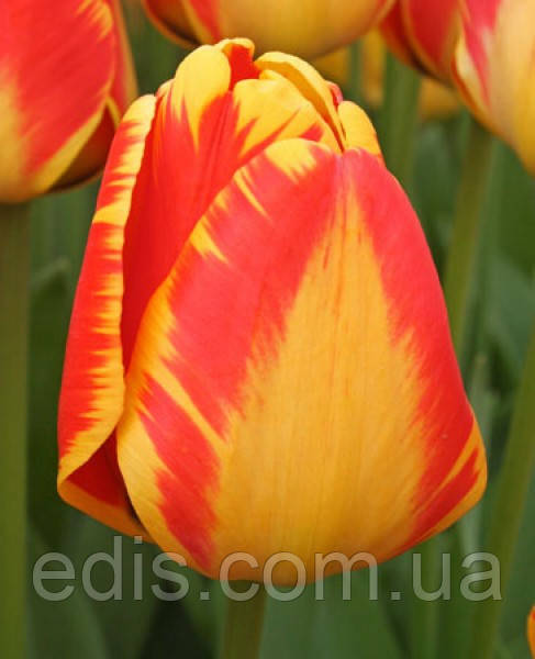 Тюльпан гібрид Дарвіна Banja Luka (Банья Лука) 3 цибулинки