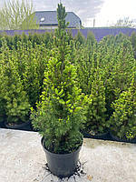 Ялина канадська Коніка (Picea glauca Conica) 65 см