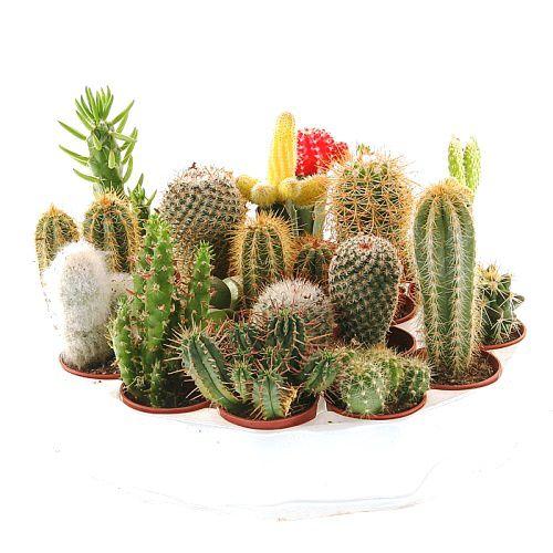 Кактус МІХ 1 шт. (горщик д.5), фото 1