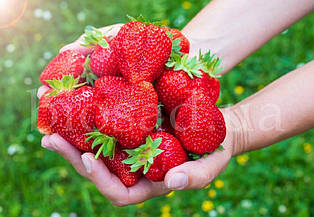 Полуниця Гармонія (Harmony) ремонтантний, середній сорт (5 шт.) ЗКС