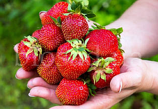 Полуниця Маестро (Maestro), ремонтантний, ранній сорт (10 шт.)