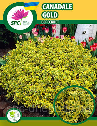 Бересклет Форчуна Canadale Gold