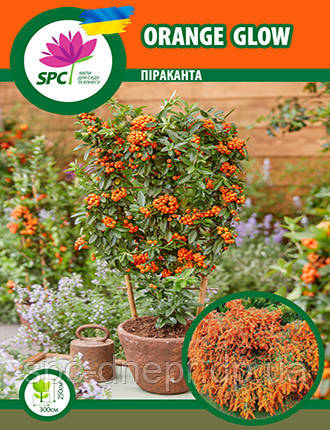 Піраканта Orange Glow