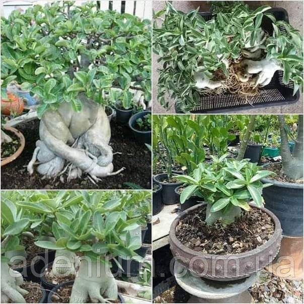 Аденіум арабікум Big Mama (насіння, 1шт), фото 1