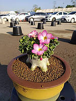 Аденіум-баранчики PBN (насіння, 1 шт.)