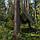 Тент камуфляж CAMOforest, 1,5х2,4м, 90 г/м², PLCF901,5/2,4, фото 5