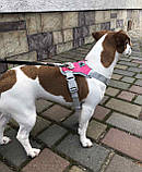 Шлея для собак Bororo Комфорт і контроль під час кожної прогулянки, фото 7