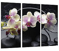 Модульная картина из 3 частей в гостиную спальню Камни Цветы Орхидея Art-100_XXL melmil