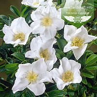 Rosa rugosa 'Alba', Шипшина зморшкувата 'Алба', C2 — гірщик 2 л