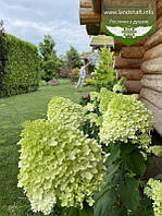 Hydrangea paniculata 'Limelight', Гортензія волотиста 'Лаймлайт',C2 - горщик 2л