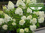 Hydrangea paniculata 'Limelight', Гортензія волотиста 'Лаймлайт',C2 - горщик 2л, фото 2