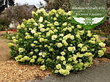 Hydrangea paniculata 'Limelight', Гортензія волотиста 'Лаймлайт',C2 - горщик 2л, фото 3