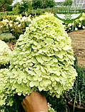 Hydrangea paniculata 'Limelight', Гортензія волотиста 'Лаймлайт',C2 - горщик 2л, фото 4