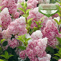 Hydrangea paniculata 'Vanille Fraise', Гортензія волотиста 'Ванілле Фрайз',C2 - горщик 2л