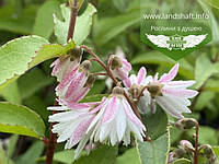 Deutzia scabra 'Codsall Pink', Дейція шорстка 'Кодсал Пінк',C2 - горщик 2л