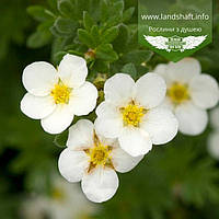 Potentilla fruticosa 'Abbotswood', Лапчатка кухонна 'Абботсвуд", C2 — гірник 2 л