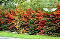 Pyracantha coccinea 'Orange Glow', Піраканта яскраво-червона 'Оранж Глоу',C2 - горщик 2л