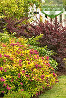 Spiraea japonica 'Goldflame', Спірея японська 'Голдфлейм',C2 - горщик 2л