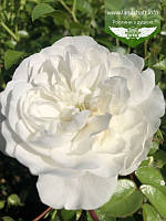 Rosa polyantha 'White Fairy', Троянда бордюрна 'Вайт Фейрі',C2 - горщик 2л