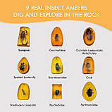 Науковий STEM-набір для розкопок Комахи, фото 3