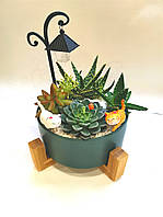 Композиция в керамическом горшке с суккулентов комнатных растений Декор Подарок Вазон