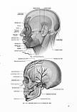 Topographical Anatomy and Operative Surgery =Топографічна анатомія та оперативна хір. — 3-тє вид. Цигінало О.В., фото 3