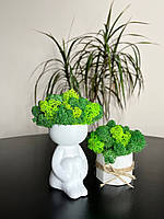 Набір 2 кашпо чоловічок 15 см та шестигранник 7*8 см зі стабілізованим мохом мікс зелений салатовий
