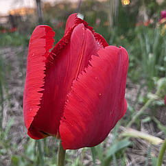 Тюльпан червоний бахромчастий Masterpeace цибулина