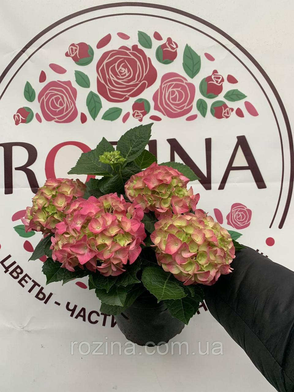 Гортензія великолиста РОЖЕВА 5 л