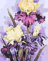 Картина по номерам Роскошные ирисы. Цветы 40*50 см Оригами LW 32040