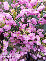 Кальмія polifolia. Кальмія багатолиста. Kalmia polifolia.