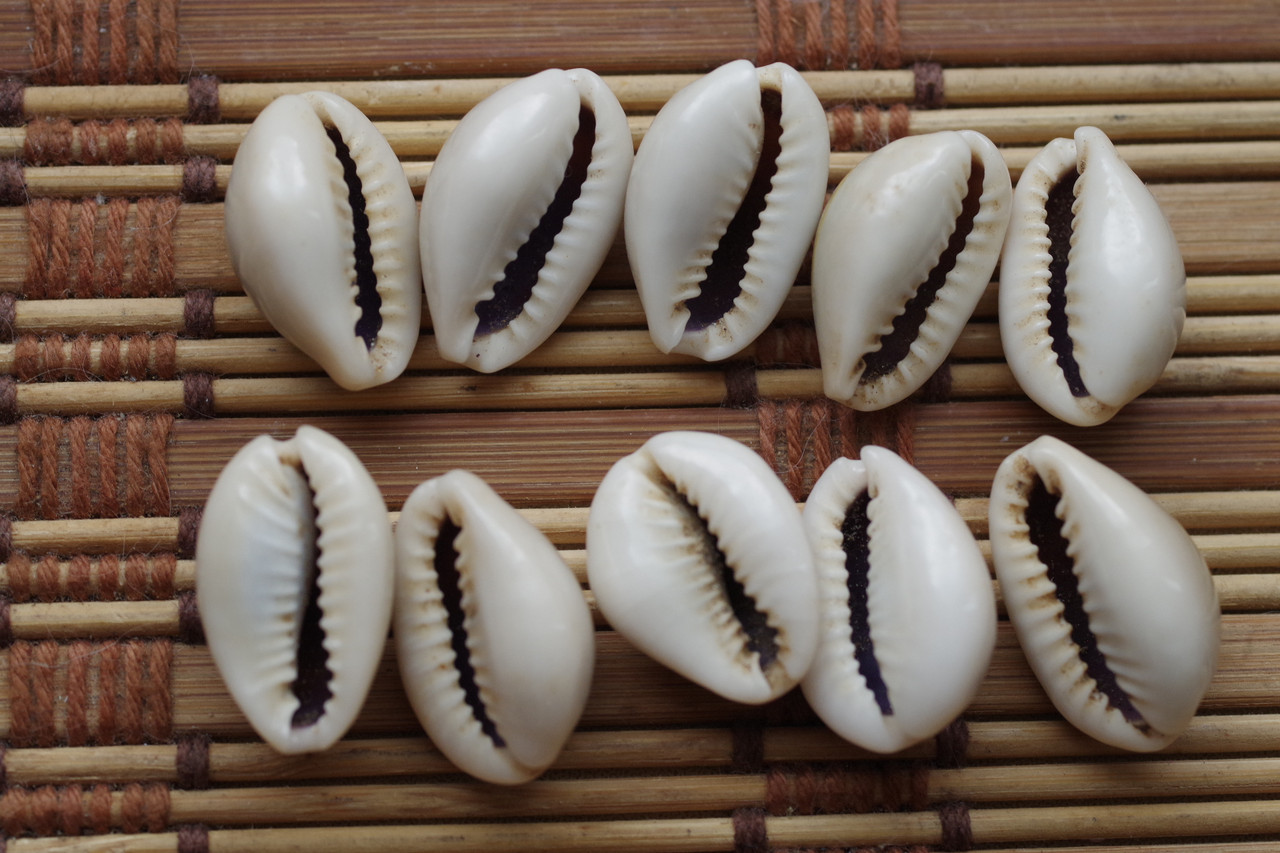 №2. крупные ракушки каури 10 шт 22 мм Индия (ID#1832648686), цена: 150 ...