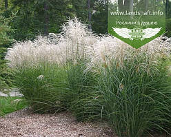 Міскантус (Miscanthus)