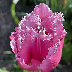 Тюльпан рожевий бахромчастий Santander (Сантандер) цибулина з квіткою