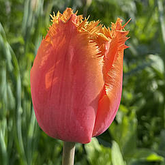 Тюльпан бахромчастий Lambada (Ламбада) цибулина з квіткою