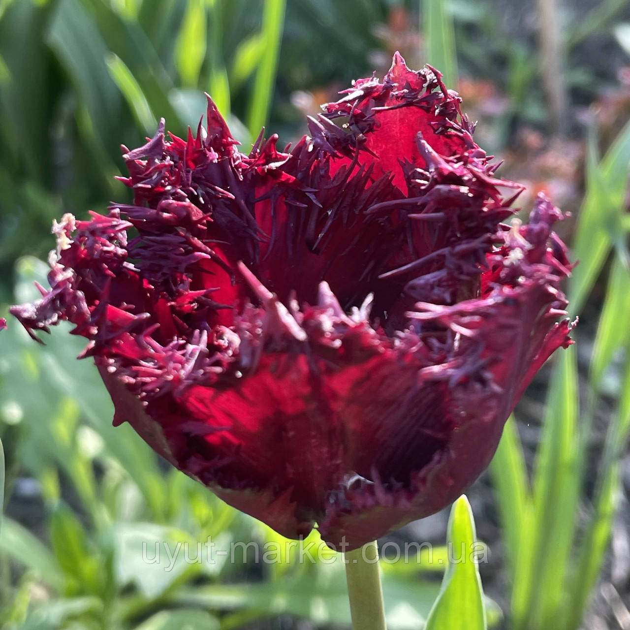Тюльпан темний бахромчастий Labrador (Лабрадор), цибулина з квіткою, фото 1