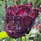 Тюльпан темний бахромчастий Labrador (Лабрадор), цибулина з квіткою, фото 3