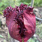 Тюльпан темний бахромчастий Labrador (Лабрадор), цибулина з квіткою, фото 2