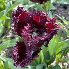 Тюльпан темний бахромчастий Labrador (Лабрадор), цибулина з квіткою, фото 9