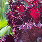 Тюльпан темний бахромчастий Labrador (Лабрадор), цибулина з квіткою, фото 7