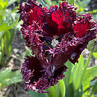 Тюльпан темний бахромчастий Labrador (Лабрадор), цибулина з квіткою, фото 8