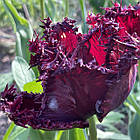 Тюльпан темний бахромчастий Labrador (Лабрадор), цибулина з квіткою, фото 6