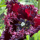 Тюльпан темний бахромчастий Labrador (Лабрадор), цибулина з квіткою, фото 5