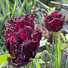 Тюльпан темний бахромчастий Labrador (Лабрадор), цибулина з квіткою, фото 4