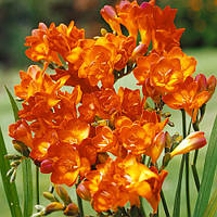 Фрезія махрова Orange 3 шт, цибулини