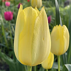 Тюльпан жовтий пізній, луковица