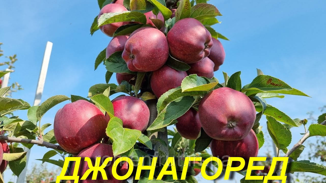 Яблуня "Джонагоред"