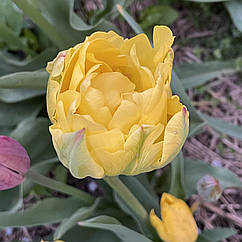 Тюльпан желтый махровый, луковица с цветком